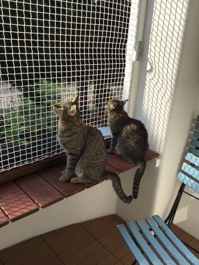 Safety Nets 2