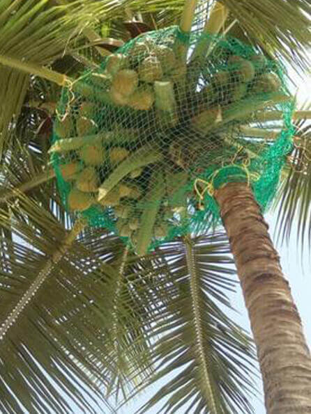 Safety Nets 3